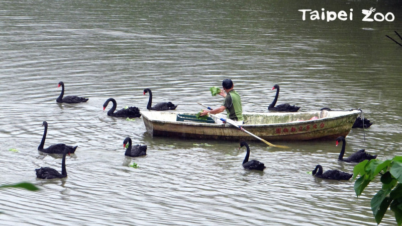 每天上、下午各一次的餵食時間，保育員會划船帶著食物進場，瞬間就會被黑天鵝群包圍！   圖：台北市立動物園提供
