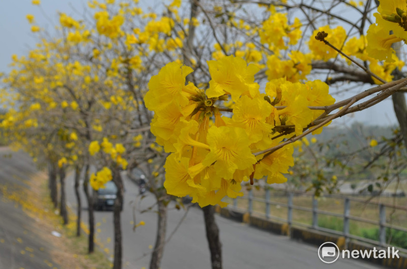 八掌溪沿岸的黃花風鈴木盛開，是嘉義市奇景之一。   圖：蔡坤龍/攝