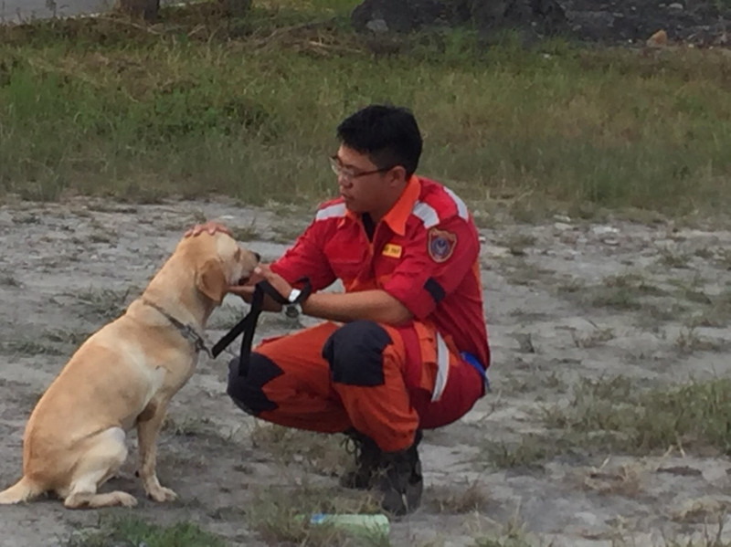 遇到重大災難急難搜救時，搜救犬一向是最可靠又最無怨的得力幫手。   圖：台中市政府/提供