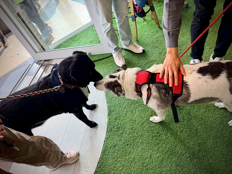 黃文益初選登記現場，另一焦點是流浪犬「小花」與「歐郎」。&nbsp;&nbsp;&nbsp;圖：黃文益服務處/提供