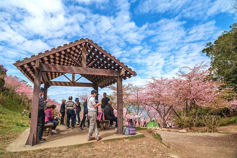 寶山二集團櫻花公園為高雄市唯一之天然賞櫻秘境。&nbsp;&nbsp;&nbsp;圖：取自茂林風景管理區官網