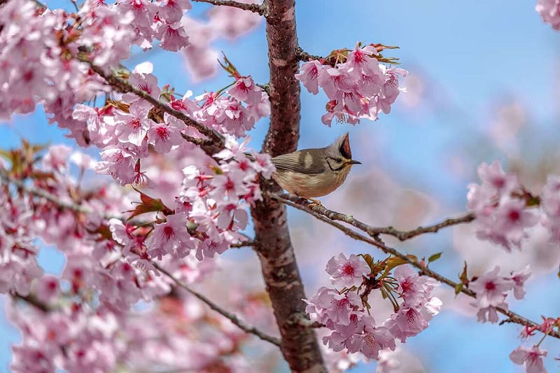 漫步櫻花步道，涼風徐徐吹來，鳥語花香宛如來到人間仙境。&nbsp;&nbsp;&nbsp;圖：取自茂林風景管理區官網