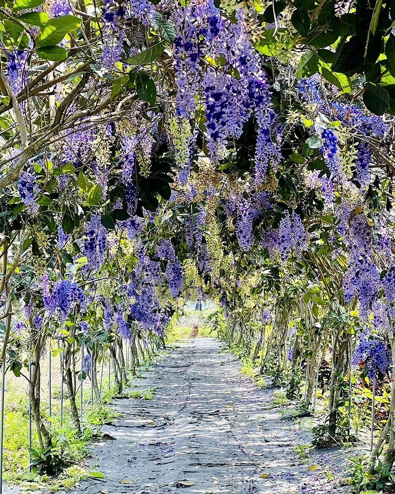 盛開的許願藤。&nbsp;&nbsp;&nbsp;圖：田中窯/提供