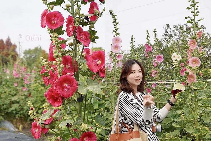 蜀葵花藝術節今年邁入第11年，每年1月至4月的花季，吸引大批遊客前來賞花。&nbsp;&nbsp;&nbsp;圖：田中窯/提供