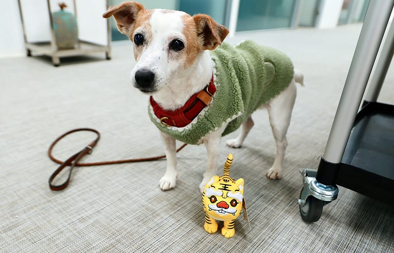 樂樂的新朋友蜜柑萌虎。&nbsp;&nbsp;&nbsp;圖：蔡英文辦公室提供