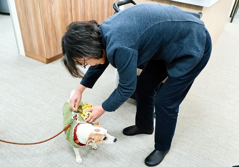 蔡英文幫樂樂搭配萌虎新朋友。 圖:蔡英文辦公室提供 蔡英文幫樂樂搭配萌虎新朋友。 圖:蔡英文辦公室提供