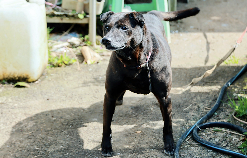 蔡英文的狗狗好朋友。&nbsp;&nbsp;&nbsp;圖：蔡英文辦公室提供