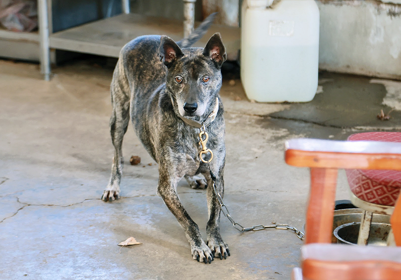 還是蔡英文的狗狗好朋友。&nbsp;&nbsp;&nbsp;圖：蔡英文辦公室提供