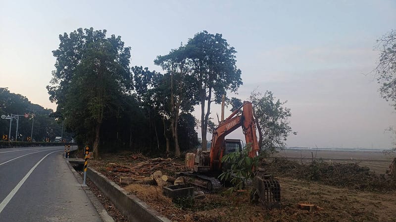 台糖不顧民眾反對，表示農曆過年後將持續砍伐臨路第一排樹木。&nbsp;&nbsp;&nbsp;圖：孫家銘翻攝