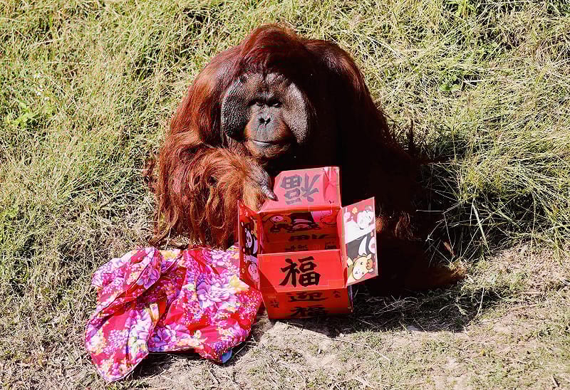紅毛猩猩「阿宏」開箱迎財神。&nbsp;&nbsp;&nbsp;圖：高雄市觀光局/提供