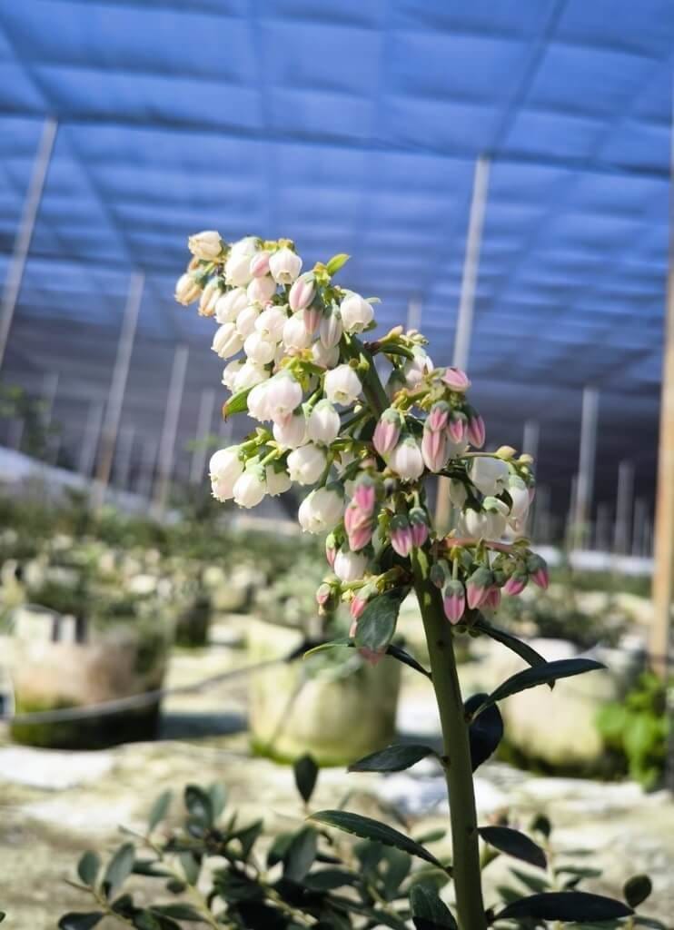 苗栗115年首批國產藍莓近期進入花期，溫室內一串串淡粉色小花低垂枝頭，花形宛如風鈴般隨風搖曳，若後續天候條件配合，藍莓可望3月採收上市。（彭彥豪提供）中央社記者管瑞平傳真　115年2月22日&nbsp;&nbsp;&nbsp;