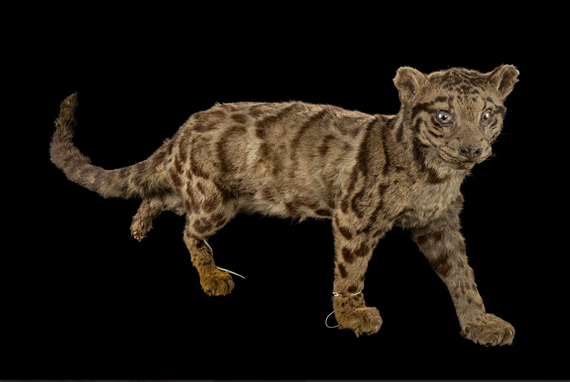 科博館致力於打破物理限制，讓待在庫房的奇珍標本不再遙不可及，圖為消失百年的「台灣雲豹」。&nbsp;&nbsp;&nbsp;圖：國立自然科學博物館／提供