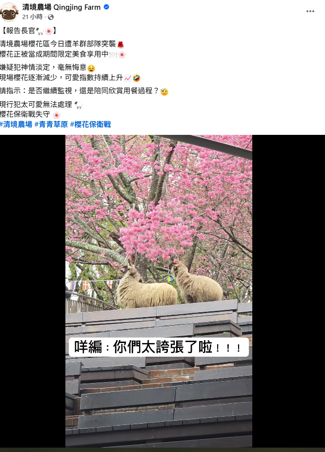 清境農場臉書PO出「羊吃花瓣」的超萌影片直呼，「現行犯太可愛無法處理，櫻花保衛戰失守」。&nbsp;&nbsp;&nbsp;圖：取自清境農場臉書