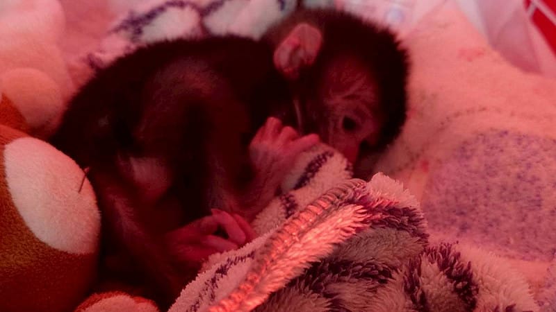 園方研判幼猴出生未滿1個月，臍帶才剛脫落，可能遭母猴遺棄或缺乏育幼經驗。&nbsp;&nbsp;&nbsp;圖：壽山動物園 提供