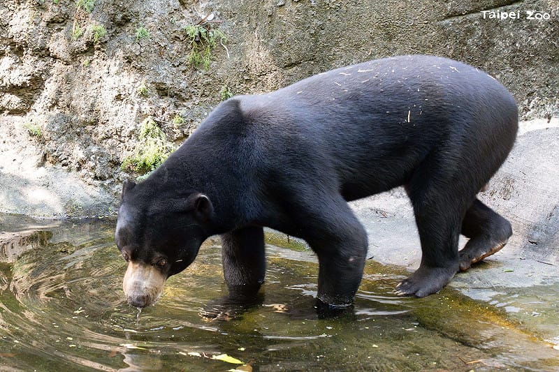 馬來熊「熊霸」是在台北市立動物園出生長大的馬來熊。&nbsp;&nbsp;&nbsp;圖：台北市立動物園／提供 