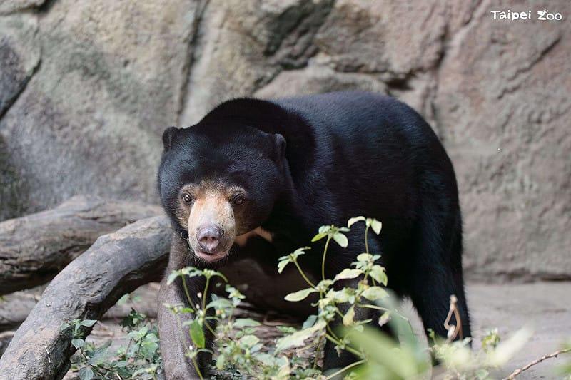 祝可愛的馬來熊旅途順利 。&nbsp;&nbsp;&nbsp;圖：台北市立動物園／提供
