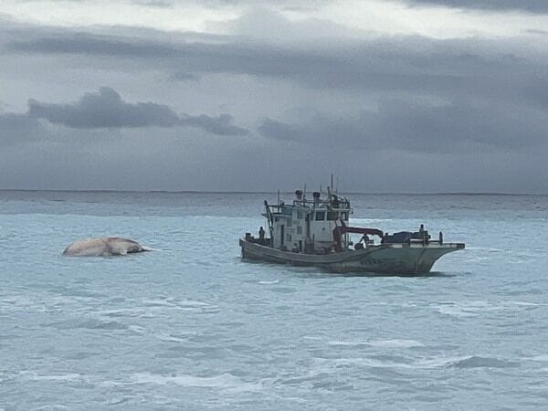 請定置網業者將鬚鯨由漁船拖至崇德泊地進行解剖&nbsp;&nbsp;&nbsp;圖：海洋生物保育組／提供