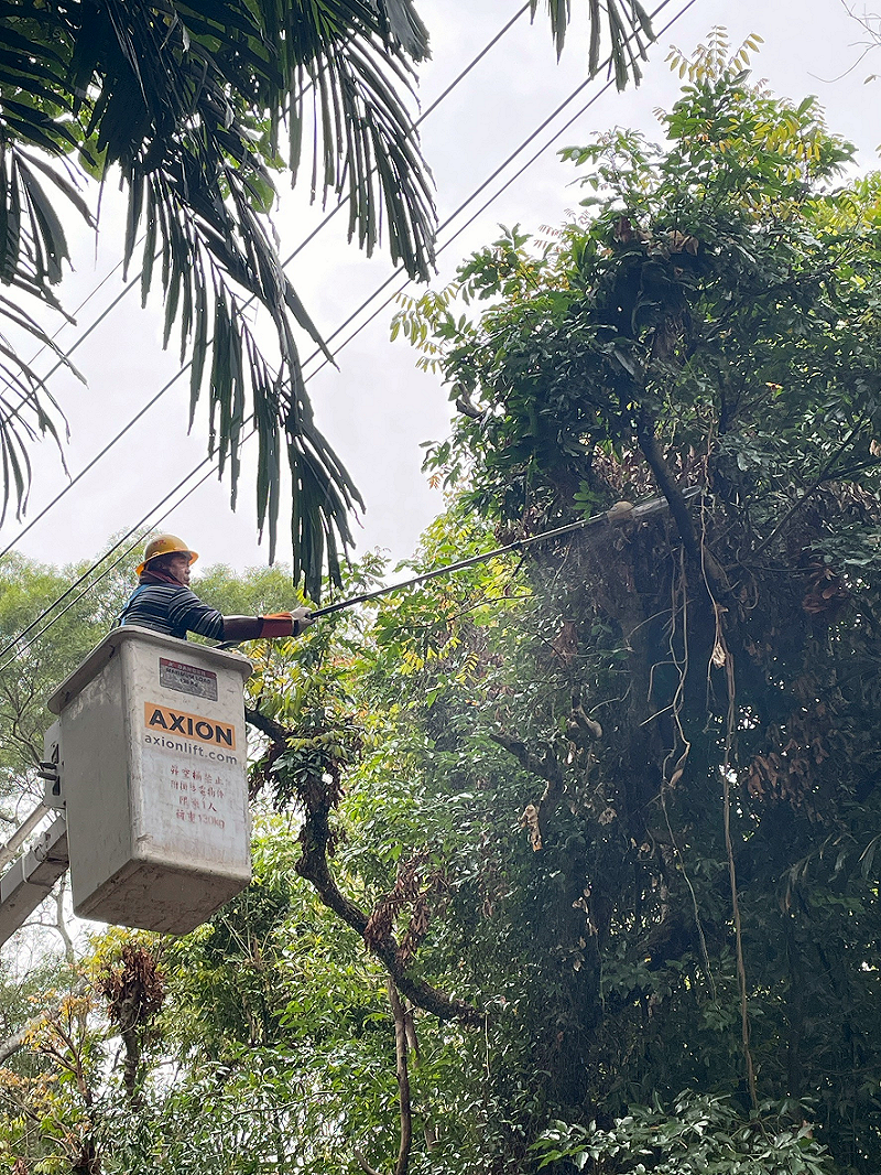 台電今日啟動驚蟄穩供專案，全面投入線路防護行動。（圖為樹竹修剪作業，可避免外物碰觸線路造成停電）&nbsp;&nbsp;&nbsp;圖：取自經濟部官網