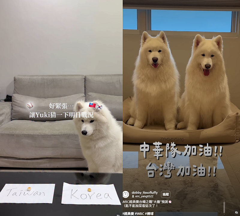 薩摩耶姊妹Pumpkin和多比；薩摩耶姐姐Yuki等，都在台韓大戰前命中。&nbsp;&nbsp;&nbsp;圖：翻捨自yuki.ii525、dobby_itssofluffy IG