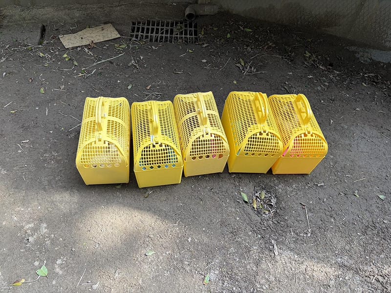 剩餘存活兔隻全數安置於外出籠就醫。&nbsp;&nbsp;&nbsp;圖：新北市政府動物保護防疫處／提供