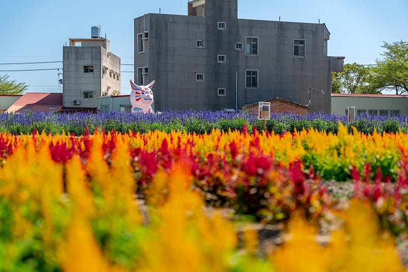 學甲區盛開的蜀葵。&nbsp;&nbsp;&nbsp;圖：台南市觀光旅遊局提供