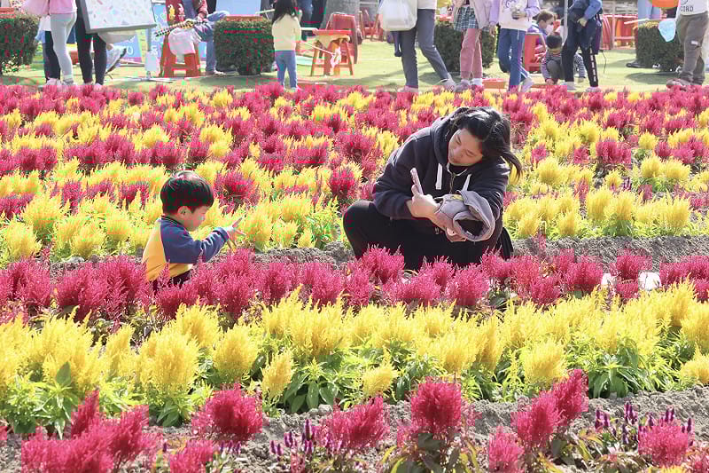每年春季正逢學甲蜀葵花繽紛綻放，今年蜀葵景觀專區廣達2.6公頃，更首度構築多層次的五彩花毯，歡迎全國民眾利用假期走訪學甲，感受花海與在地農漁產業結合的獨特魅力。&nbsp;&nbsp;&nbsp;圖：台南市政府提供