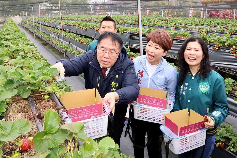 台南草莓憑藉成熟的栽培技術，成功克服熱帶氣候條件，成為全台最南端的草莓產區，所產草莓果實碩大、香氣濃郁。&nbsp;&nbsp;&nbsp;圖：台南市政府提供