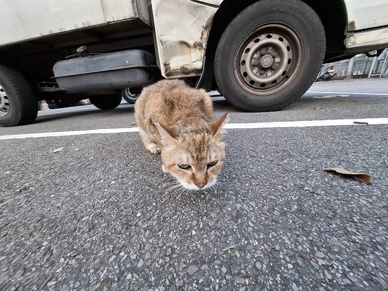 起初花奶奶體型瘦弱，處於危險。&nbsp;&nbsp;&nbsp;圖：新北市政府動物保護防疫處／提供