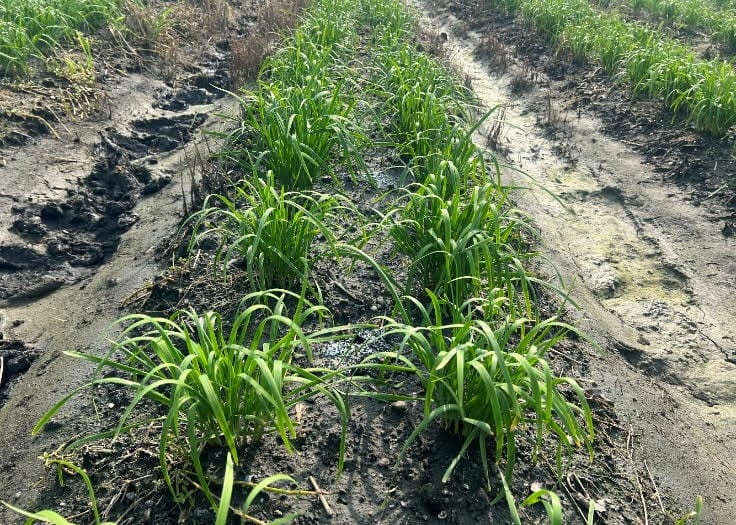 田間試驗微生物製劑處理組(左)，枝葉生長相較於對照組更為茂密(右)。&nbsp;&nbsp;&nbsp;圖：農業部／提供