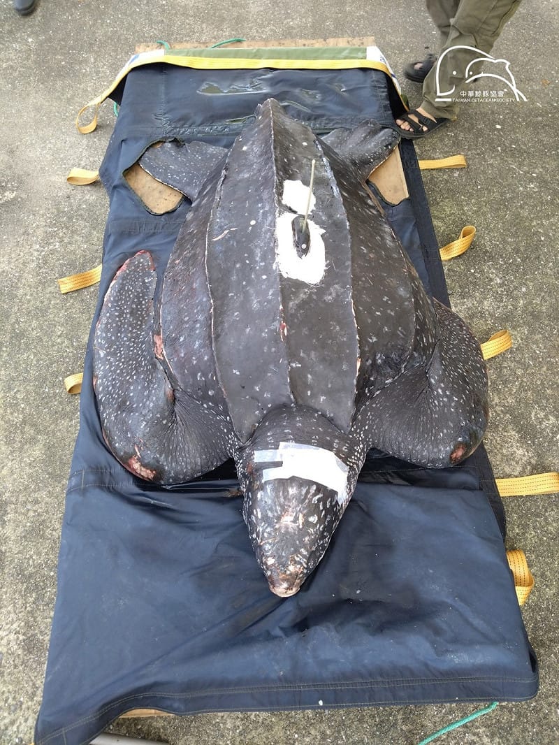 宜蘭近海日前發現一隻受困革龜，經醫療團隊移除160公分漁網，仍宣告不治。&nbsp;&nbsp;&nbsp;圖：取自中華鯨豚協會臉書