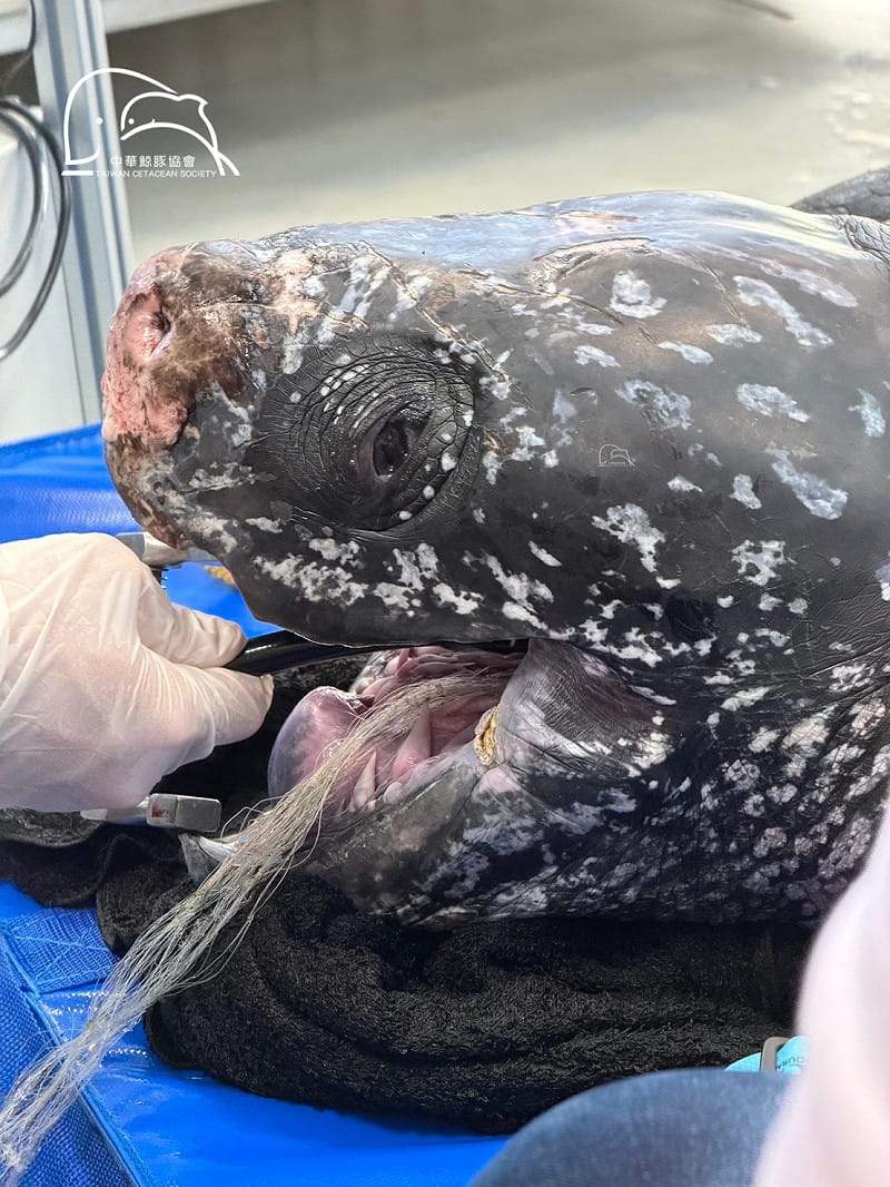 宜蘭近海日前發現一隻受困革龜，經醫療團隊移除160公分漁網，仍宣告不治。&nbsp;&nbsp;&nbsp;圖：取自中華鯨豚協會臉書