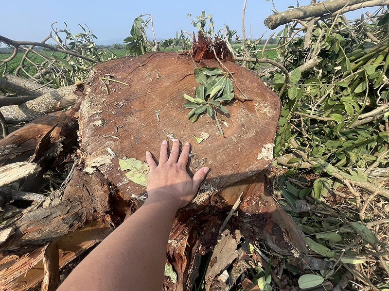 施工單位以「疏伐」名義粗暴砍除台3線手巾寮段路樹。&nbsp;&nbsp;&nbsp;圖：邱議瑩辦公室/提供