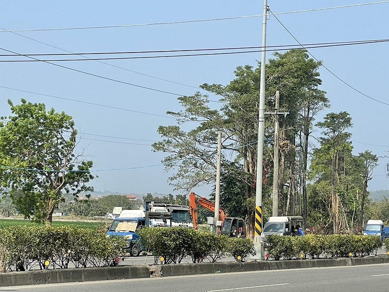 台糖農曆過年後將持續砍伐臨路第一排樹木。&nbsp;&nbsp;&nbsp;圖：邱議瑩辦公室/提供