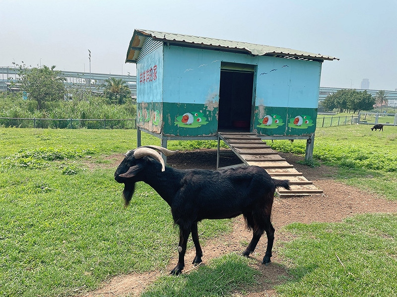 親水羊咩咩的家位於親水公園內，內有可愛的羊咩咩每天上午10點至10點半及下午4點至4點半，現場有餵羊人提供牧草免費餵食。&nbsp;&nbsp;&nbsp;圖：取自新北大都會公園官網