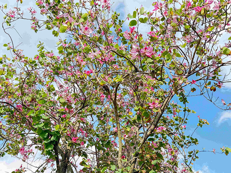 羊蹄甲花開燦爛，柔美花影映襯河岸風光。&nbsp;&nbsp;&nbsp;圖：取自新北市高灘地工程管理處