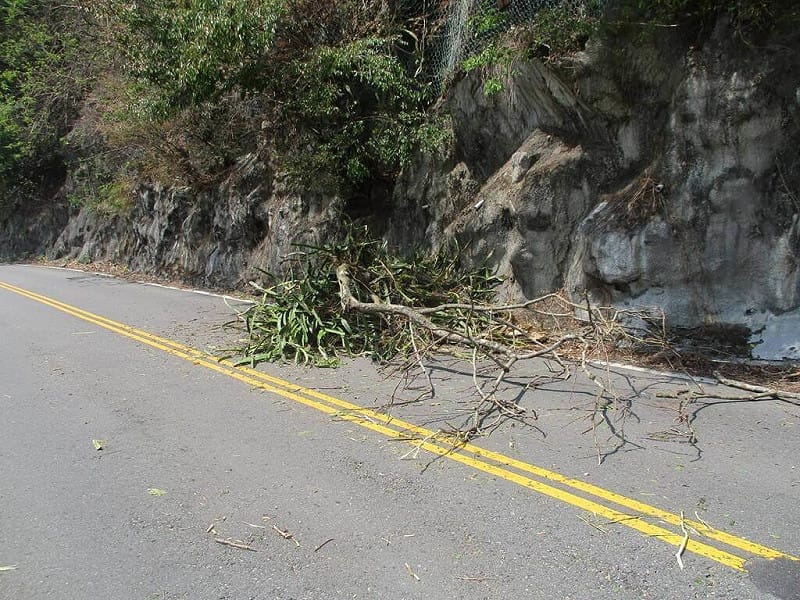 台中市和平區東關路一段山壁樹木22日上午突然掉落，砸中行經該處汽車的擋風玻璃，初判疑因樹木枯亡才掉落，所幸未釀傷亡。（民眾提供）中央社記者趙麗妍傳真　115年3月23日&nbsp;&nbsp;&nbsp;