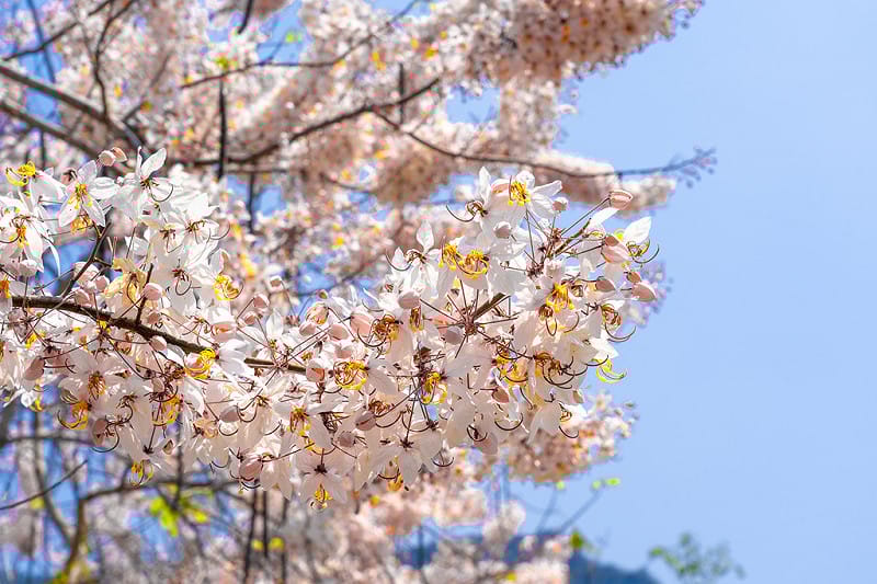 南化玉山寶光聖堂盛開的花旗木。&nbsp;&nbsp;&nbsp;圖：台南觀旅局／提供