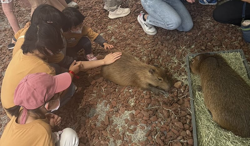 小朋友近距離撫摸水豚等可愛動物直呼好可愛。&nbsp;&nbsp;&nbsp;圖：雲天宮籌建顧問團/提供