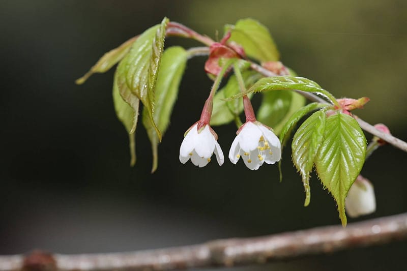 阿里山櫻花於春季綻放，淡雅白色花朵為碧綠溪山林增添清新氣息。&nbsp;&nbsp;&nbsp;圖：農業部林業試驗所／提供