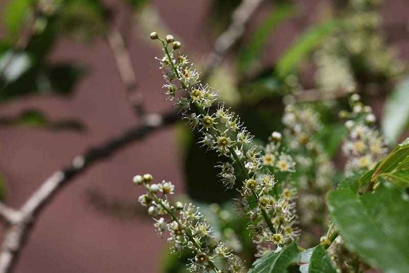 高山小白櫻白色花序綻放，點綴碧綠溪春季林間景致。&nbsp;&nbsp;&nbsp;圖：農業部林業試驗所／提供