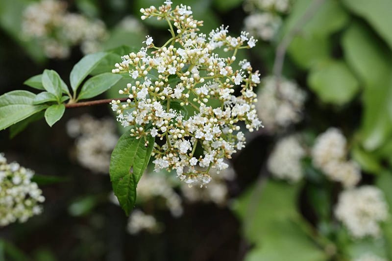 狹葉莢蒾細緻白色花序盛開，為春季山林增添柔和色彩。&nbsp;&nbsp;&nbsp;圖：農業部林業試驗所／提供
