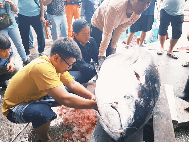 黑鮪魚肉質鮮嫩，怎麼料理都美味。&nbsp;&nbsp;&nbsp;圖：台東縣農業處／提供