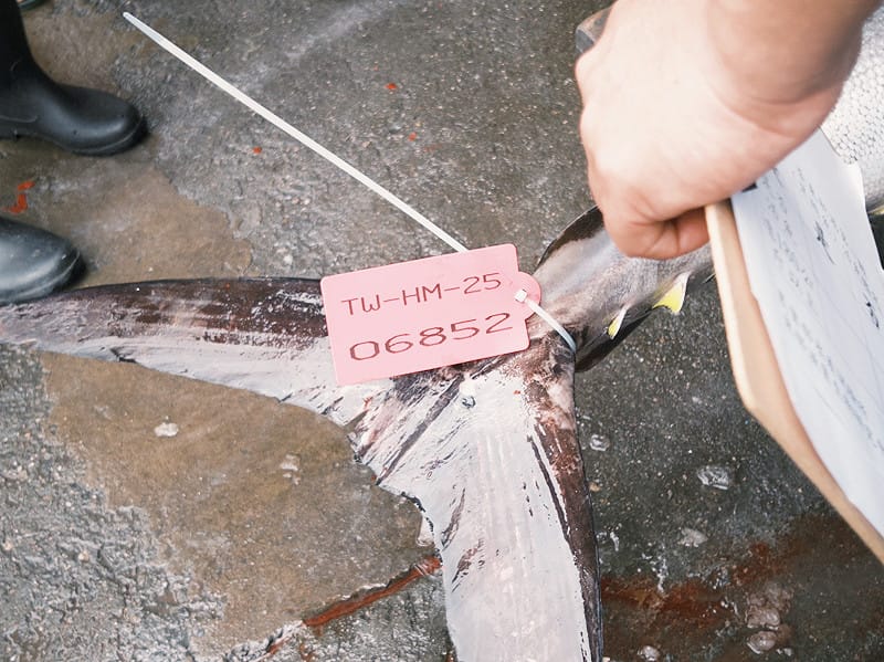 去年台東第一鮪活動吸引眾多漁民爭相競標。&nbsp;&nbsp;&nbsp;圖：台東縣農業處／提供