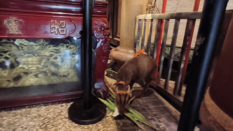 廟方人員提供乾淨青草食物及飲水照料。&nbsp;&nbsp;&nbsp;圖：新北市動保處 ／提供