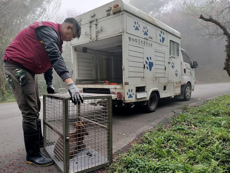 新北動保處接力讓山羌重返山林原棲地。&nbsp;&nbsp;&nbsp;圖：新北市動保處 ／提供