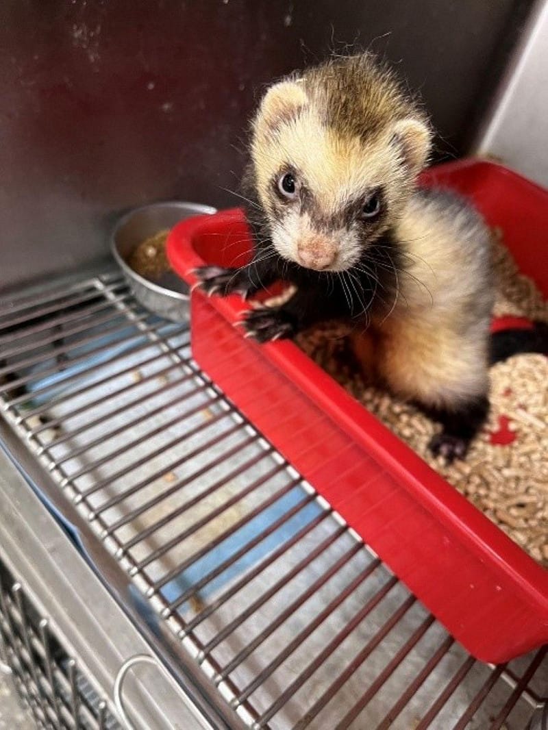 日前拾獲民眾通報雪貂，後帶回動保處安置。&nbsp;&nbsp;&nbsp;圖：新北市動保處／提供