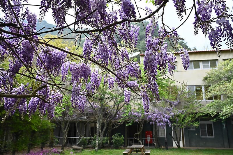 隨著櫻花季進入尾聲，武陵農場將迎接「紫藤花爆發」的季節。&nbsp;&nbsp;&nbsp;圖：取自武陵農場臉書