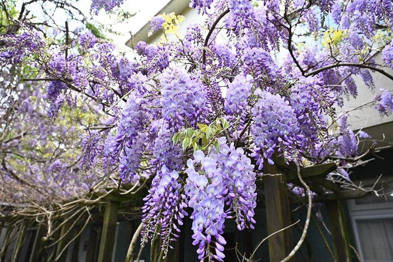 武陵農場紫藤花盛開。&nbsp;&nbsp;&nbsp;圖：取自武陵農場臉書