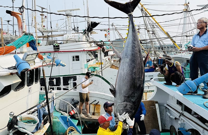 2026屏東東港第一鮪起鉤。&nbsp;&nbsp;&nbsp;圖：屏東縣政府/提供