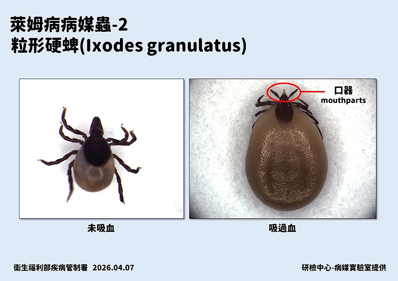  萊姆病病媒「蜱蟲」示意。&nbsp;&nbsp;&nbsp;圖：疾管署／提供